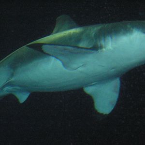 Great White Shark Thanksgiving 2006