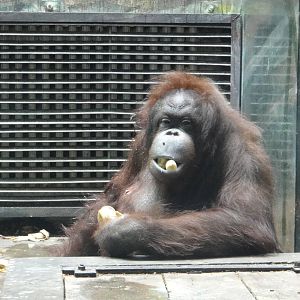 Bornean orangutan/Pongo pygmaeus