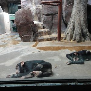 Young chimpanzees (Pan troglodytes)