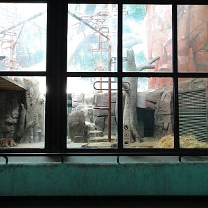 Young chimpanzee enclosure