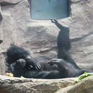 Chimpanzee /Pan troglodytes (female)