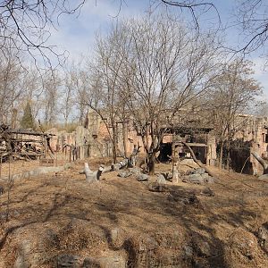 Chimpanzee playground