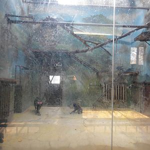 Celebes crested macaque (Macaca nigra) enclosure