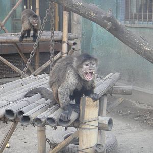 Angry weeper capuchins (Cebus olivaceus)