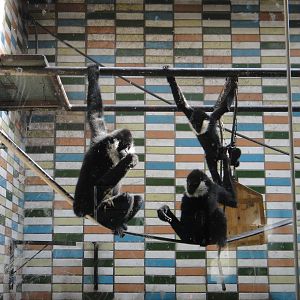 Male white-cheeked gibbon (Nomascus leucogenys) and his two sons