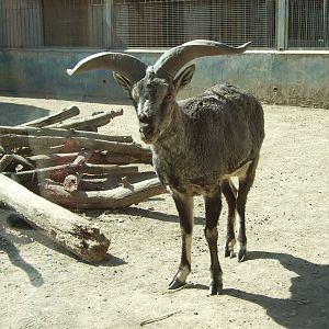Himalayan blue sheep (Pseudois nayaur)