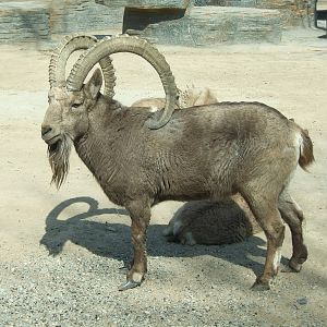 Siberian ibex (Capra sibirica)