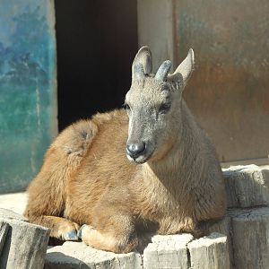 Hybrid red goral (Naemorhedus baileyi)