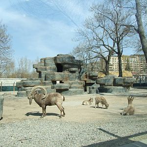 Siberian ibex (Capra sibirica) exhibit