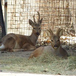 Siberian roe deer (Capreolus pygargus)