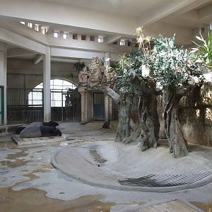 Malayan tapir (Tapirus indicus) enclosure