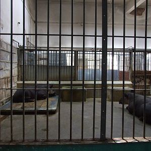 Baird's tapir (Tapirus bairdii) enclosure