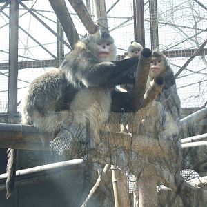Yunnan snub-nosed monkey (Rhinopithecus bieti) famliy