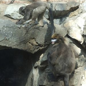 Guizhou snub-nosed monkey (Rhinopithecus brelichi) mother and son
