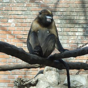 Guizhou snub-nosed monkey (Rhinopithecus brelichi) male