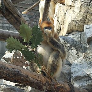 Golden snub-nosed monkey (Rhinopithecus roxellana)