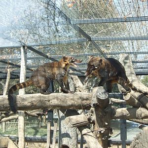 Mountain Coati (Nasua nasua montana)
