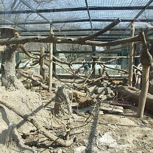 South American coati enclosure