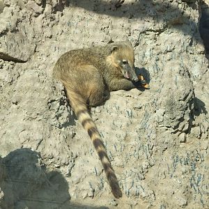 South American coati (Nasua nasua)