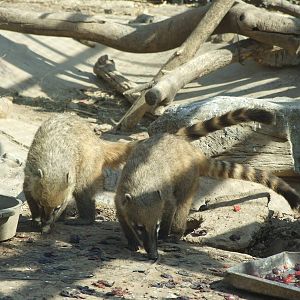South American coati (Nasua nasua)