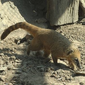 South American coati (Nasua nasua)