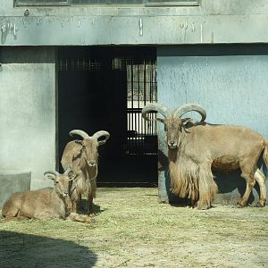 Barbary sheep (Ammotragus lervia)