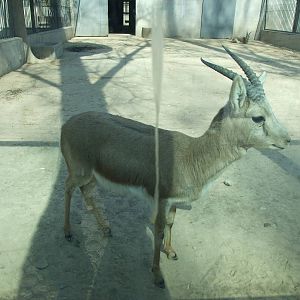 Goitered gazelle(Gazella subgutturosa)