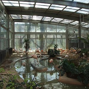 American Flamingo (Phoenicopterus ruber), Chilean Flamingo (Phoenicopterus