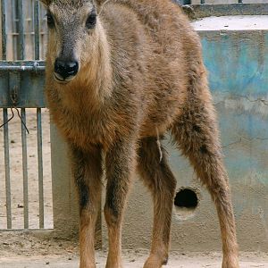 Naemorhedus baileyi cranbrooki (male)