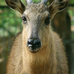 Naemorhedus baileyi cranbrooki (male)