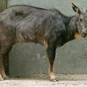 Naemorhedus griseus arnouxianus (male)