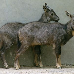 Naemorhedus griseus arnouxianus (pair)