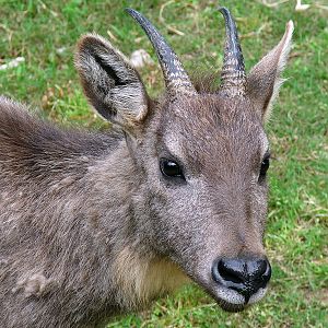 Naemorhedus griseus arnouxianus (imm)