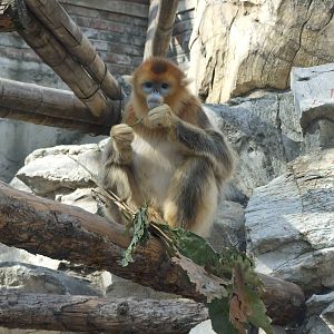 Golden snub-nosed monkey (Rhinopithecus roxellana) female