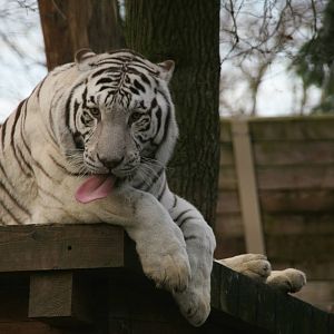 White tiger
