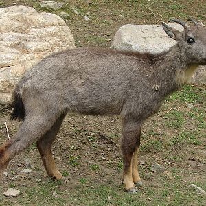 Naemorhedus griseus arnouxianus