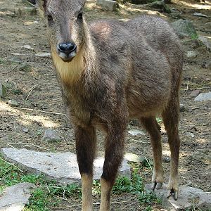 Naemorhedus griseus arnouxianus