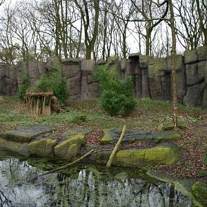 Saddle-billed Stork exhibit