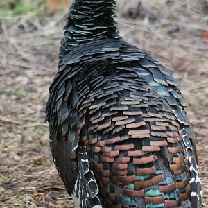 Ocellated turkey
