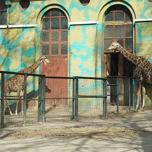 Giraffe of different subspecies