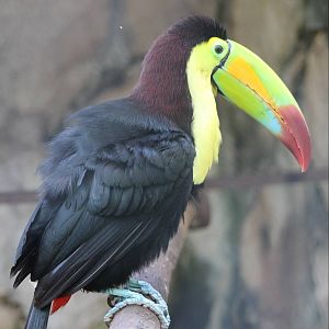 Keel-billed toucan