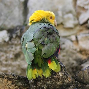 Yellow-headed amazone