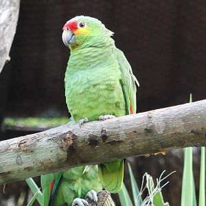 Red-lored amazone