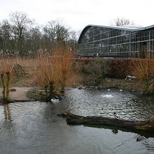 White-naped Crane exhibit