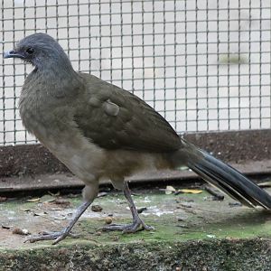 Plain chachalaca