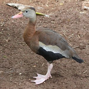 Black-bellied whistling duck