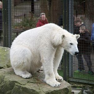 young polar bear