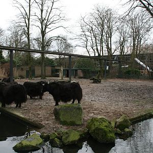 Yak exhibit