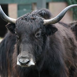yak