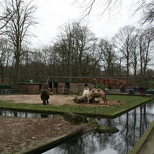 Camel exhibit
